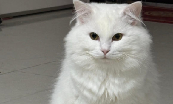 猫心脏病能治好吗