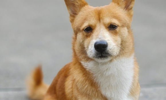 狗肠胃炎吃什么药好得快一点