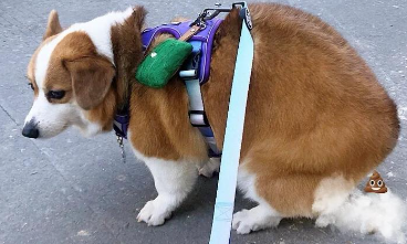 狗狗腹泻好转后仍有软便怎么治疗？