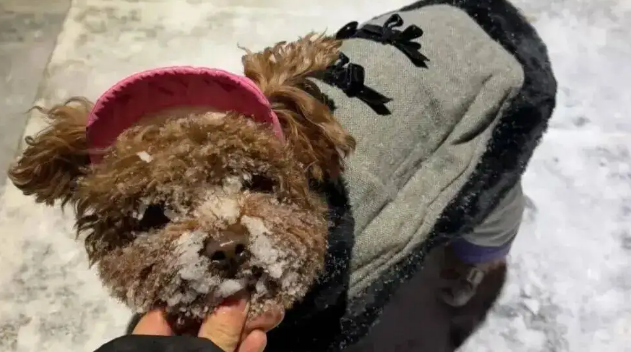 狗子第一次见到雪,在雪地里玩疯了,狗:冻死也要玩 狗子第一次见到雪,在雪地里玩疯了,狗:冻死也要玩