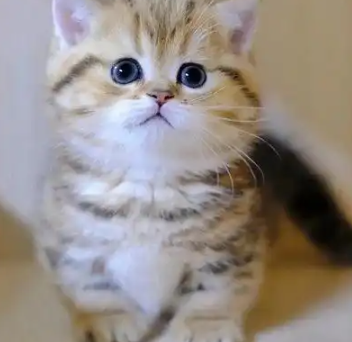 曼基康猫的优缺点:短腿是萌点也是痛点! 曼基康猫的优缺点:短腿是萌点也是痛点!
