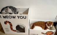 猫抓板有必要买吗？万相喵——新晋铲屎官送个爱宠的礼物​