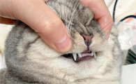猫咪地包天后期会变化吗