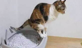 小猫换粮后拉稀怎么办