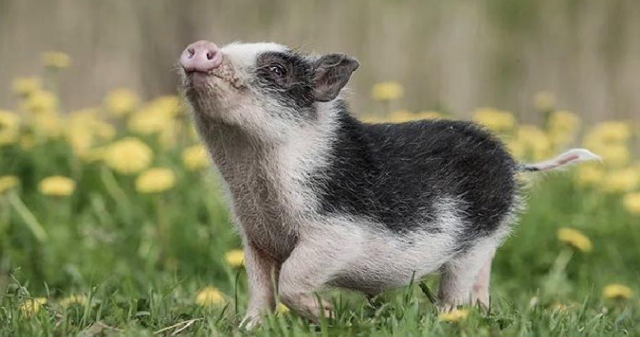 小香猪大揭秘:迷你萌宠的幸福生活 小香猪大揭秘:迷你萌宠的幸福生活