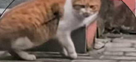 天津一小区流浪猫被箭射中，支撑一周多获救助