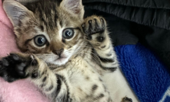 猫杯状病毒感染可以自愈吗