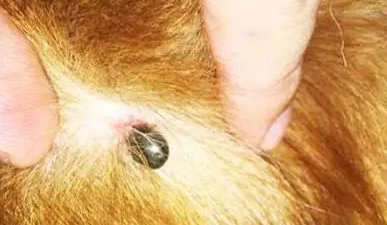 狗狗被蜱虫叮咬后精神食欲差怎么办？