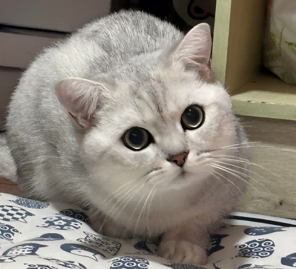 资深宠物医生揭秘:十大养猫妙招避开常见误区 资深宠物医生揭秘:十大养猫妙招避开常见误区