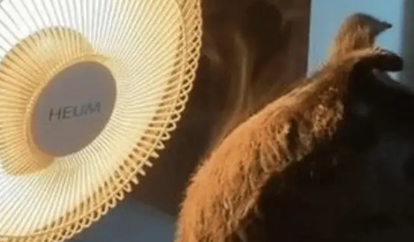 狗狗烤小太阳取暖烤到冒白烟，主人吓哭：都闻到糊味儿了