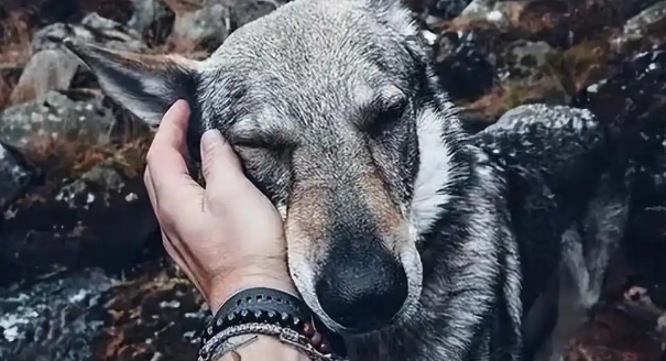 最不像狗的“捷克狼犬”，到底有什么魅力