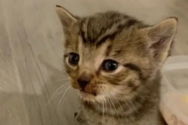 流浪猫赖上小夫妻，把亲骨肉拱手送人，让爱与责任得以延续