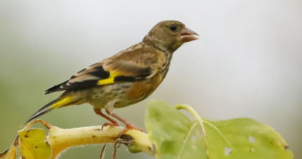 金翅雀有哪些常见病？主人一定要知道！