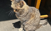 猫咪冠状病毒会传染人么