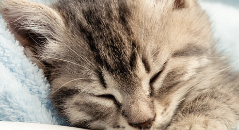 猫咪发高烧了怎么办