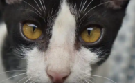 猫感染结核怎么治