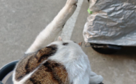 猫咪关节炎怎么引起的