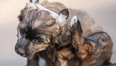 狗狗耳螨上药次数多少