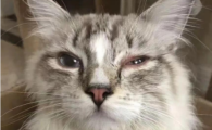 猫急性肠胃炎会引起猫瘟吗