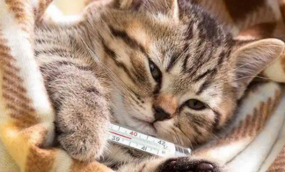 猫咪膀胱炎症状及治疗方法有哪些 猫咪膀胱炎症状及治疗方法有哪些