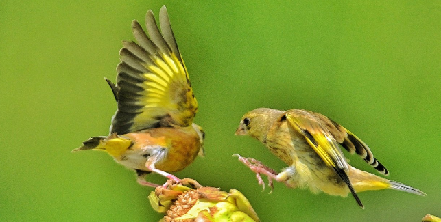 金翅雀的品相介绍，速来get一下~