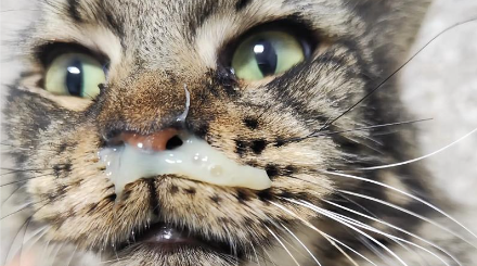 猫咪打喷嚏流鼻涕眼屎多怎么办？