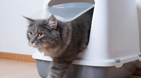 猫拉血尿是什么原因 猫拉血尿是什么原因
