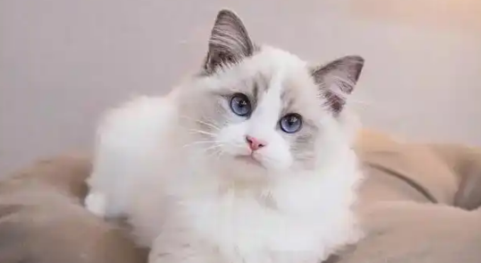 猫咪白内障早期有哪些迹象 猫咪白内障早期有哪些迹象