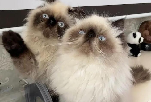 喜马拉雅猫:肠胃好、性格佳的完美猫咪 喜马拉雅猫:肠胃好、性格佳的完美猫咪