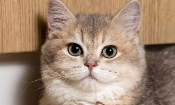 猫咪大肠杆菌致命吗