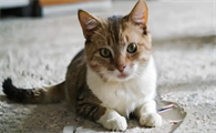 猫咪体重骤减可能是什么原因
