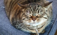 猫肥胖症会影响寿命吗