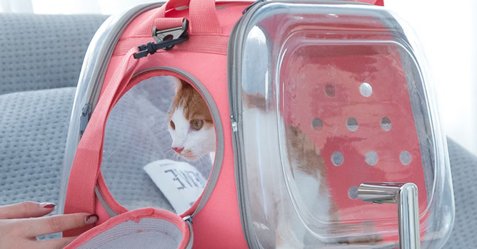 特多拉宠物单肩包多少钱一个