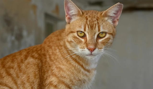 巨头之下的生存法则：中小宠物品牌如何规划2026年产品线？