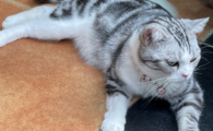 猫肥胖症会有什么症状