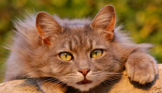 叩问宠物肥胖焦虑，国产宠物减肥药普瑞泊肽注射液申报上市