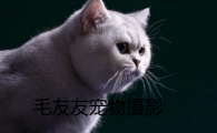 毛友友宠物摄影项目怎么样