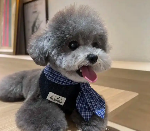 泰迪犬嘴巴很臭是怎么回事