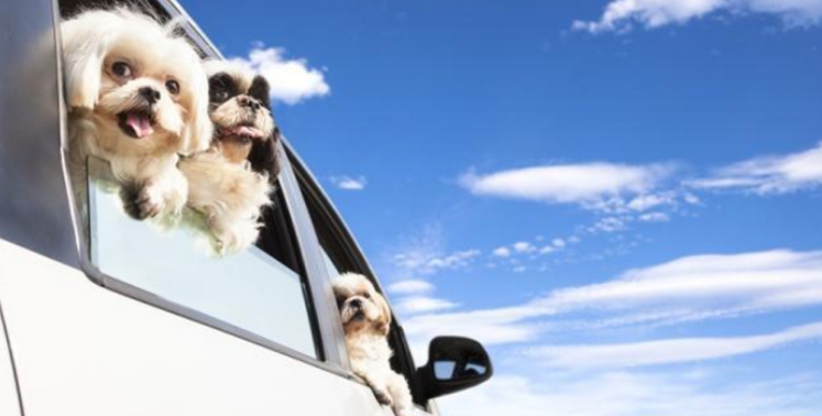 带着“宠物”去旅行?精细化养宠趋势催生旅游新业态