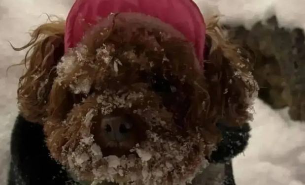 狗子第一次见到雪,在雪地里玩疯了,狗:冻死也要玩 狗子第一次见到雪,在雪地里玩疯了,狗:冻死也要玩