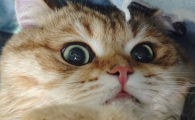 猫耳螨虫会传染人吗