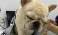 狗狂犬病早期症状有哪些
