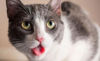 猫鼻支会不会传染人