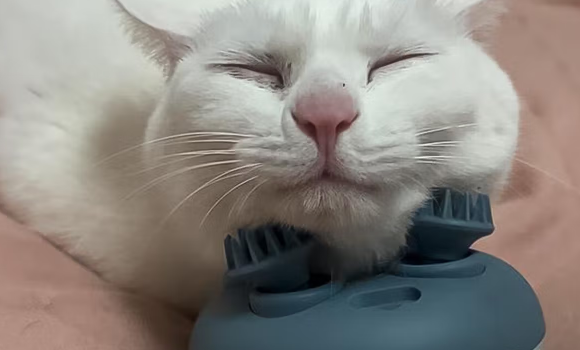 旌梦园猫咪按摩神器怎么用