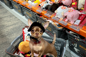 疫情关店，却迎来真正“开业”：火星宠物超市的温暖出圈记