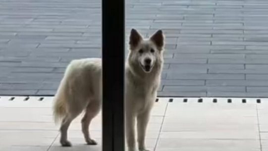 宠物狗跑进大学被保安吃了？校园管理岂能止于补偿