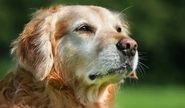 2025宠物药市场：拟人化新纪元下的机遇与深层变革