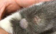 猫藓怎么治最有效