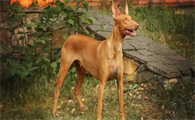 法老王猎犬肠胃炎症状及相关治疗方法分享~