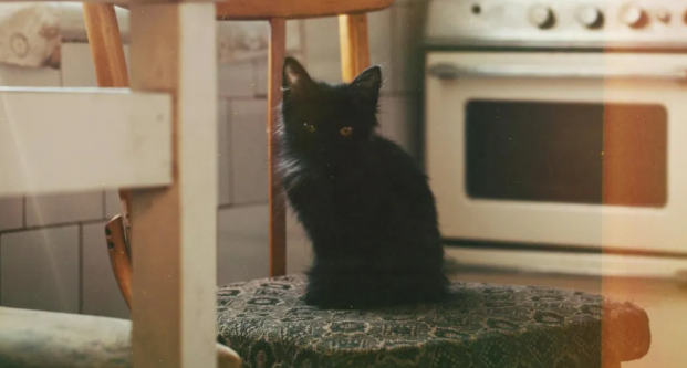 为什么说中国宠物上游产业，更需要抓住品牌化机遇？